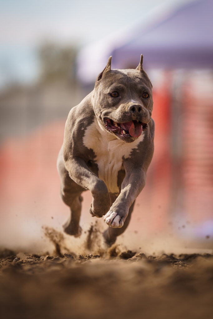 american pit bull terriers in fallon nevada