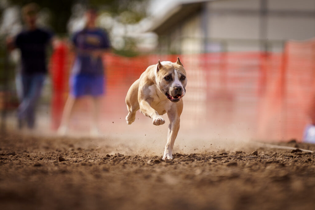 american pit bull terriers in fallon nevada