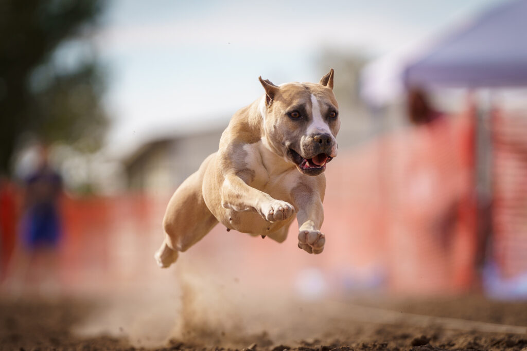 american pit bull terriers in fallon nevada