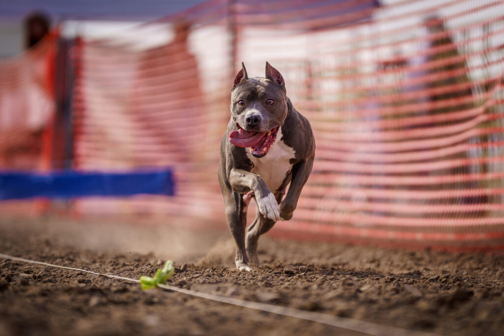 american pit bull terriers in fallon nevada