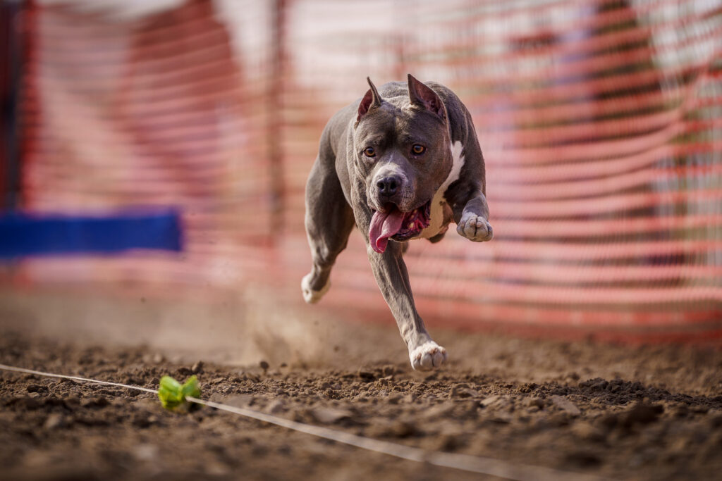 american pit bull terriers in fallon nevada