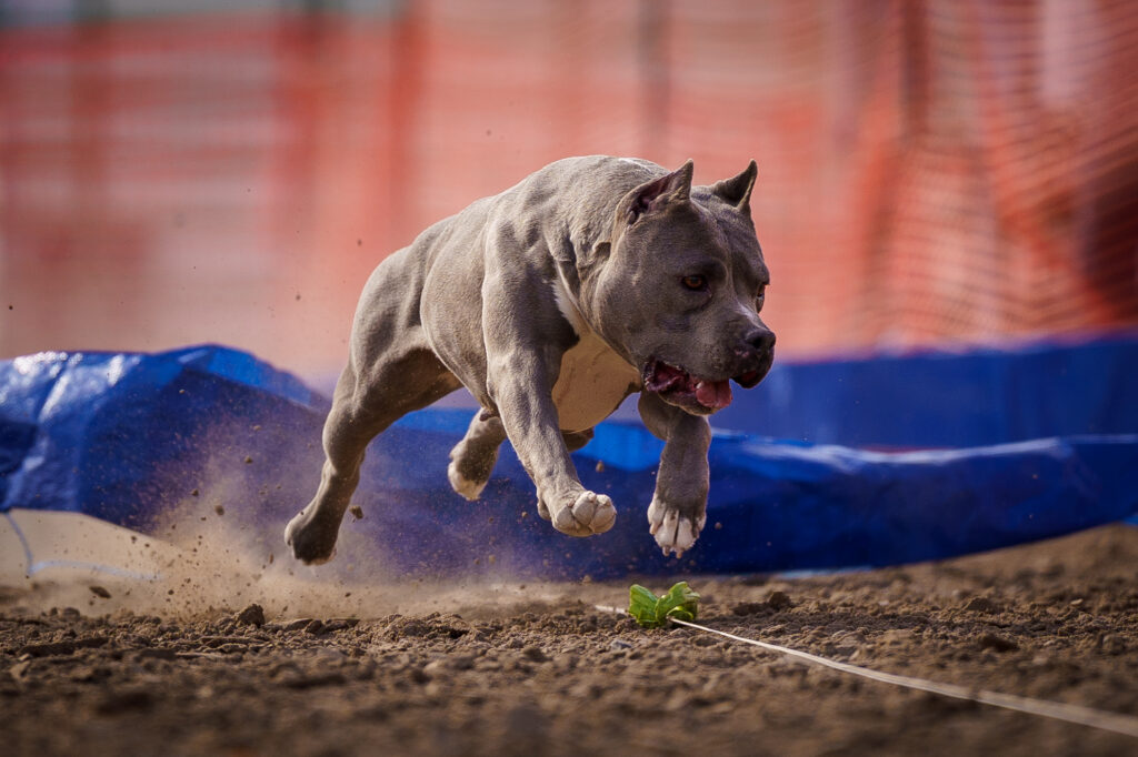 american pit bull terriers in fallon nevada