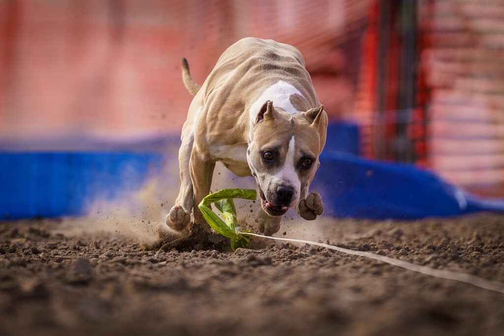 american pit bull terriers in fallon nevada