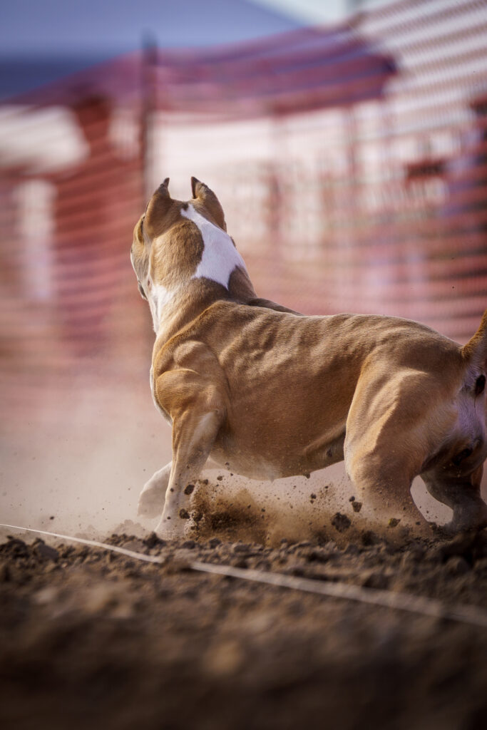 american pit bull terriers in fallon nevada