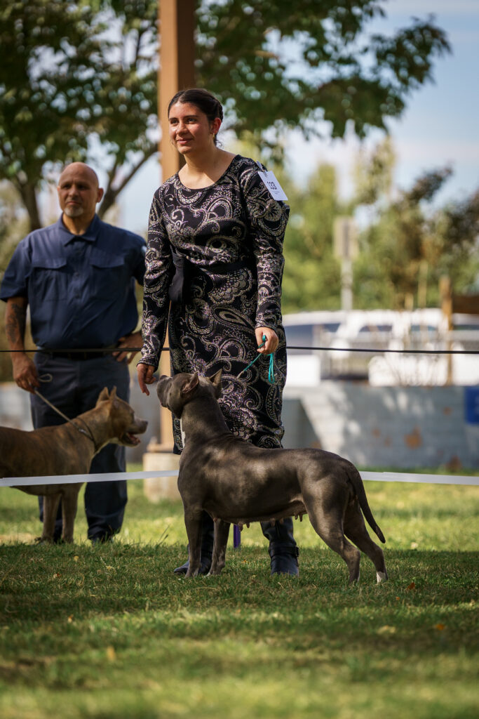 american pit bull terriers in fallon nevada