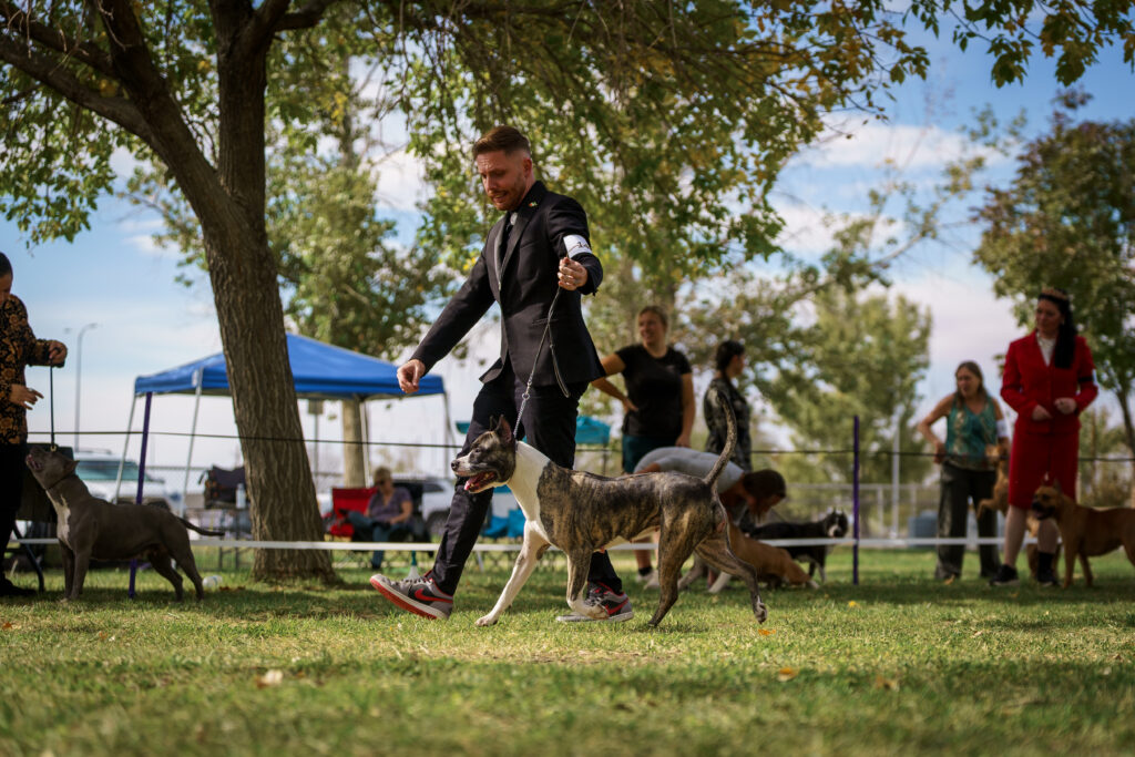american pit bull terriers in fallon nevada