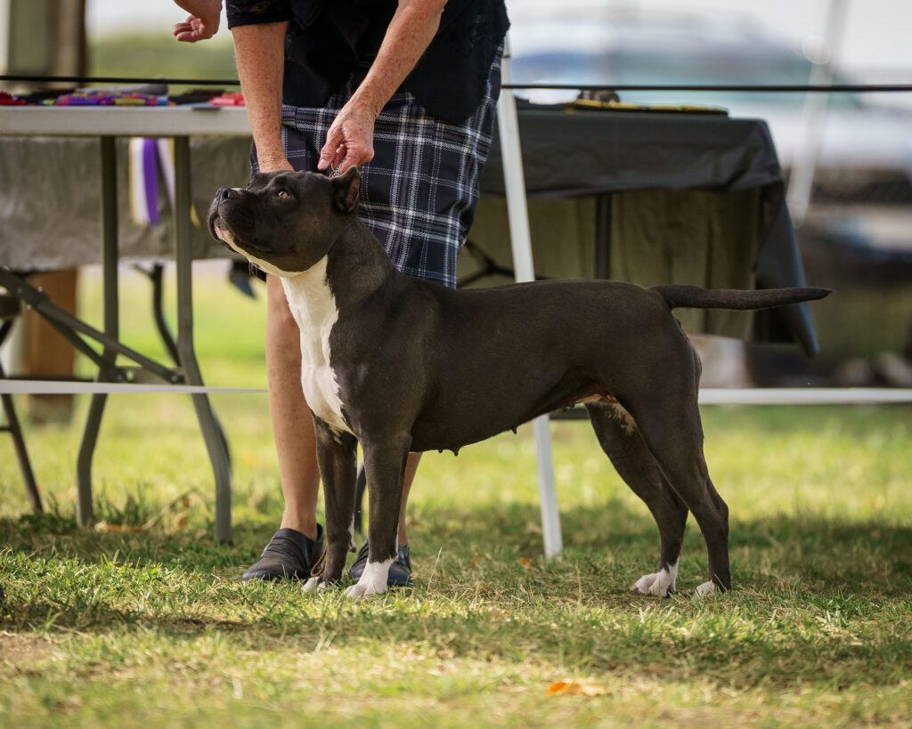 american pit bull terriers in fallon nevada