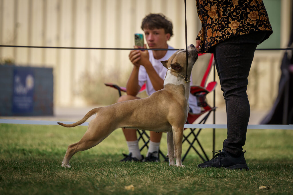 american pit bull terriers in fallon nevada