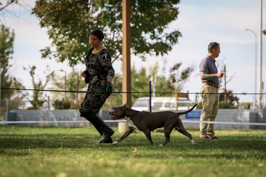 american pit bull terriers in fallon nevada