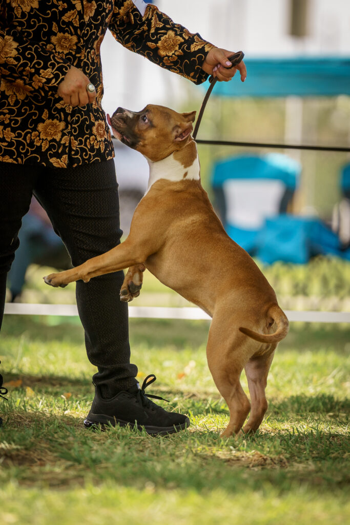 american pit bull terriers in fallon nevada