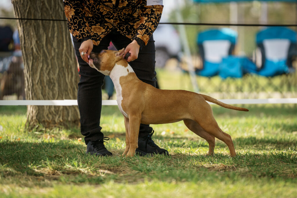 american pit bull terriers in fallon nevada
