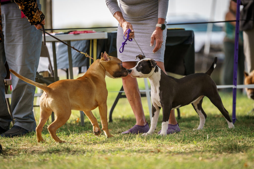 american pit bull terriers in fallon nevada