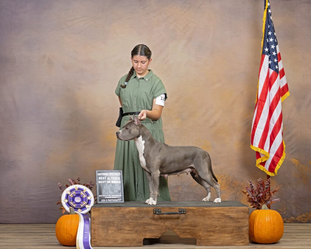 american pit bull terriers in fallon nevada