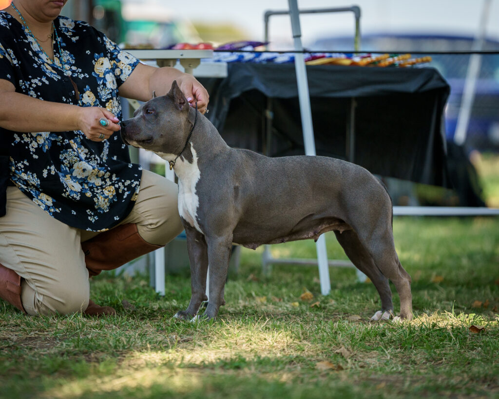 american pit bull terriers in fallon nevada