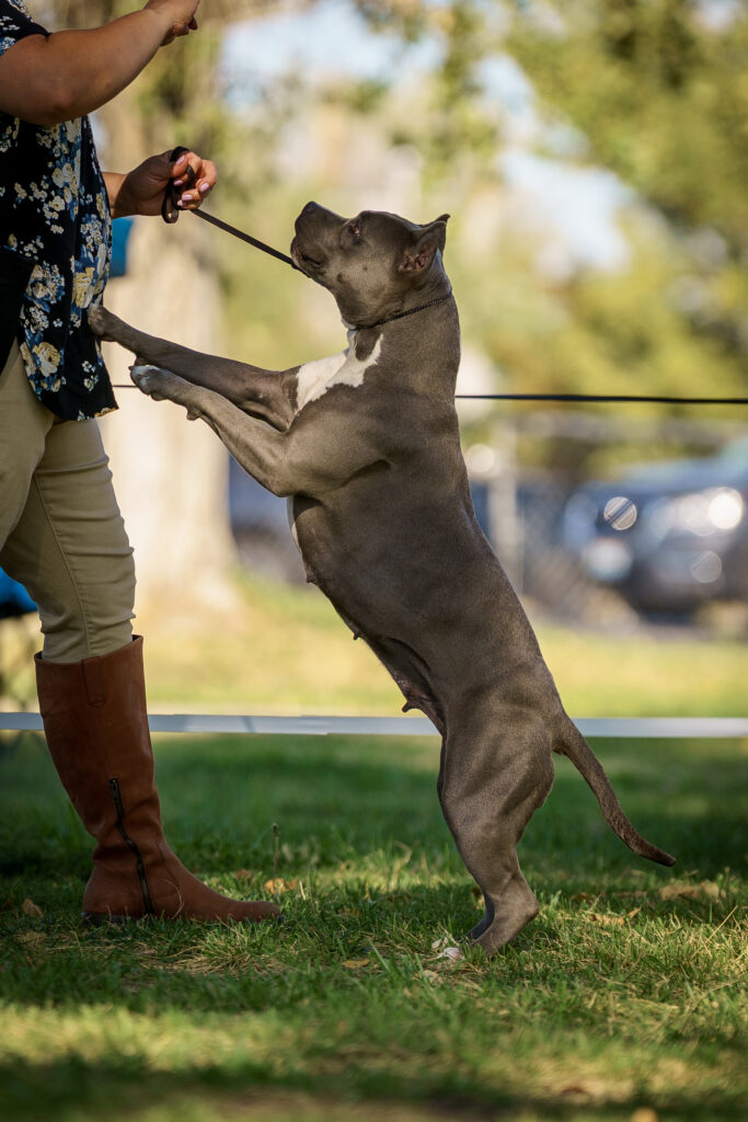 american pit bull terriers in fallon nevada