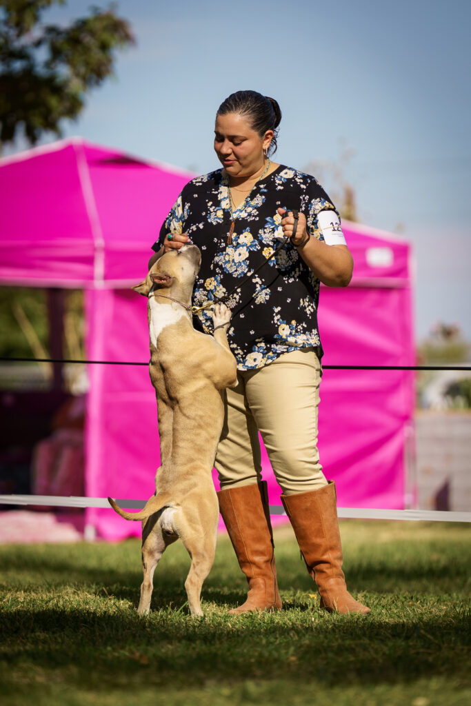 american pit bull terriers in fallon nevada