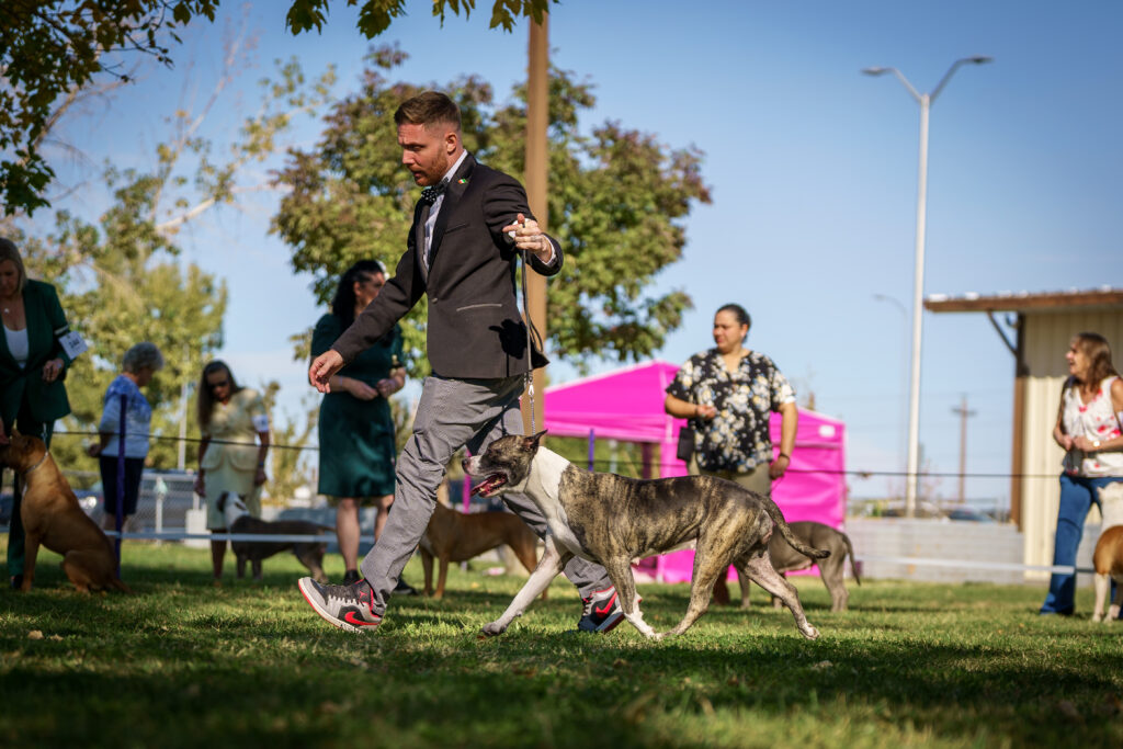 american pit bull terriers in fallon nevada