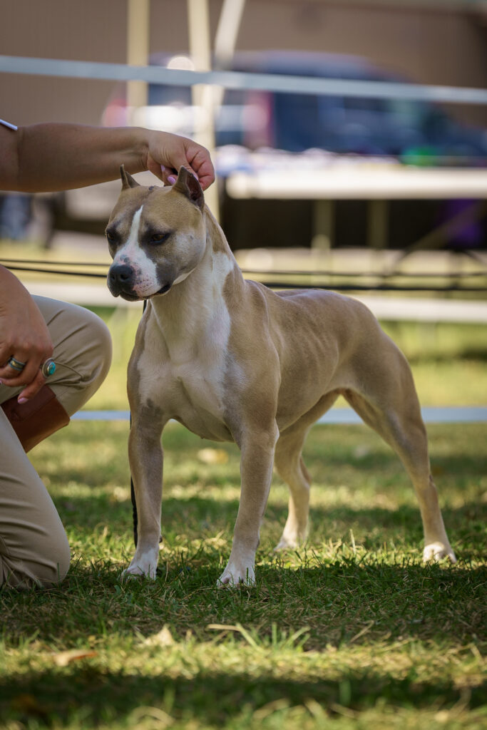 american pit bull terriers in fallon nevada