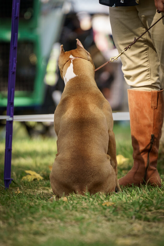 american pit bull terriers in fallon nevada