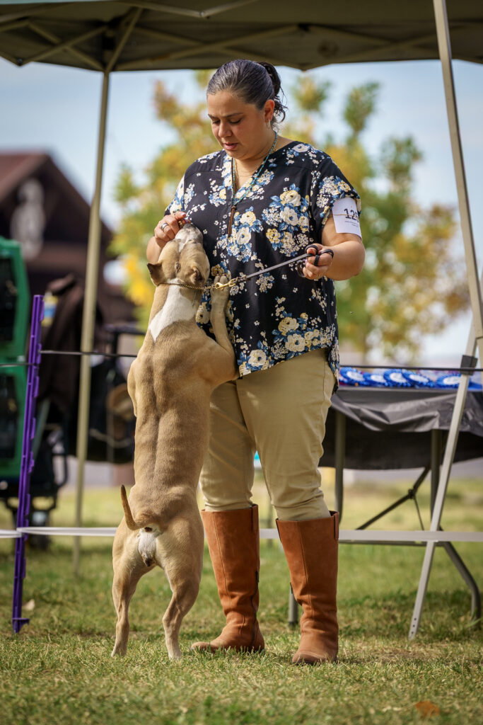 american pit bull terriers in fallon nevada
