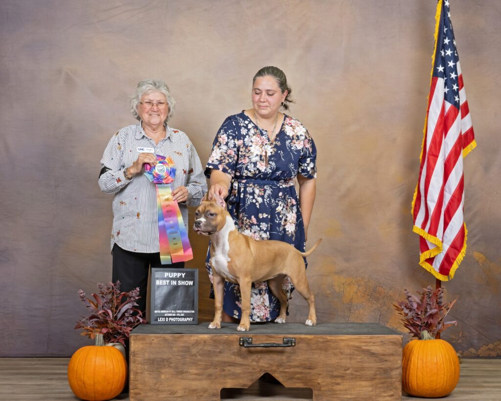 american pit bull terriers in fallon nevada