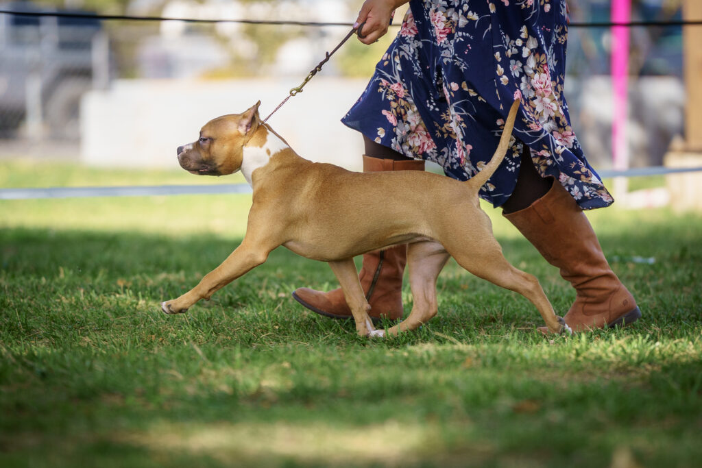 american pit bull terriers in fallon nevada