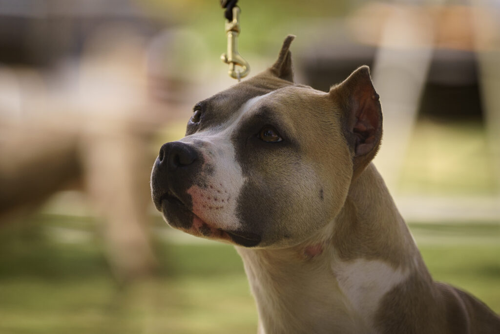 american pit bull terriers in fallon nevada