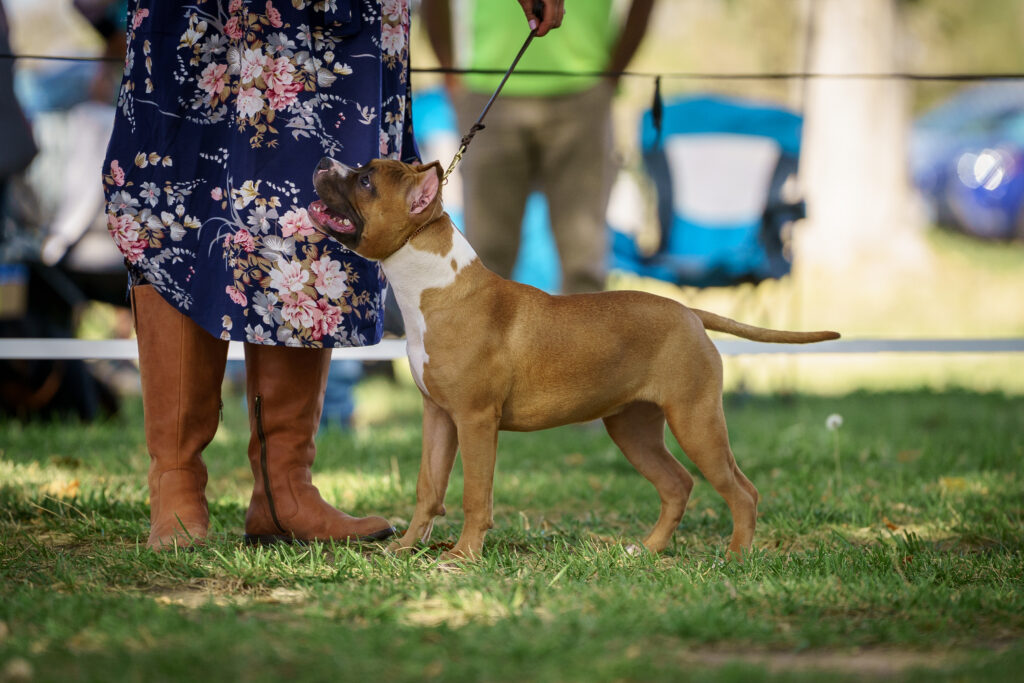 american pit bull terriers in fallon nevada