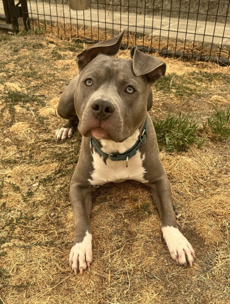 american pit bull terriers in fallon nevada
