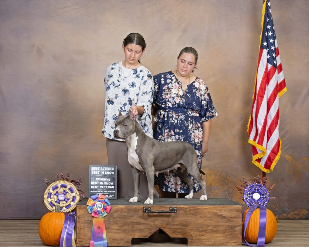 american pit bull terriers in fallon nevada