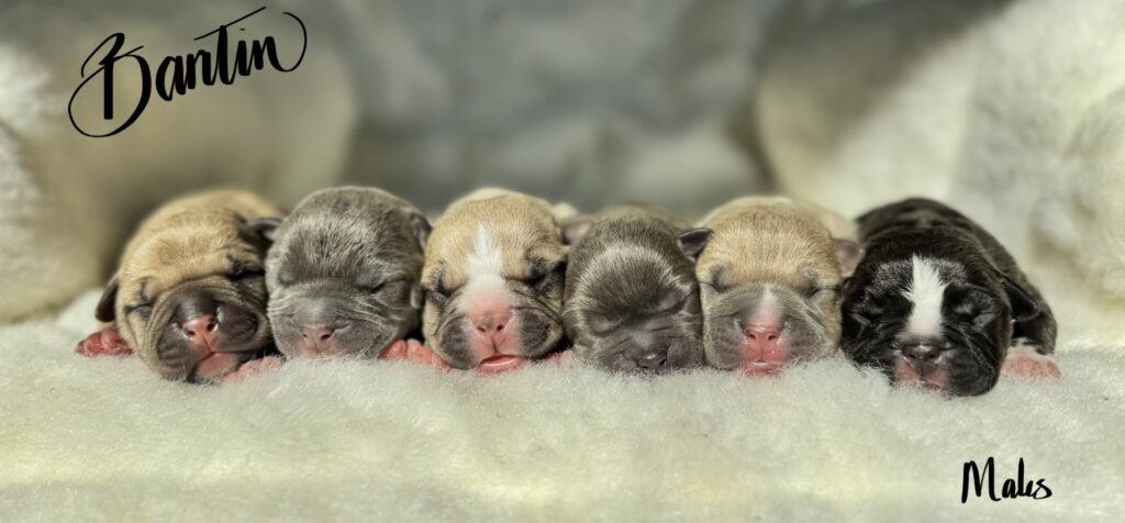 bluenose american pit bull terrier puppies for sale