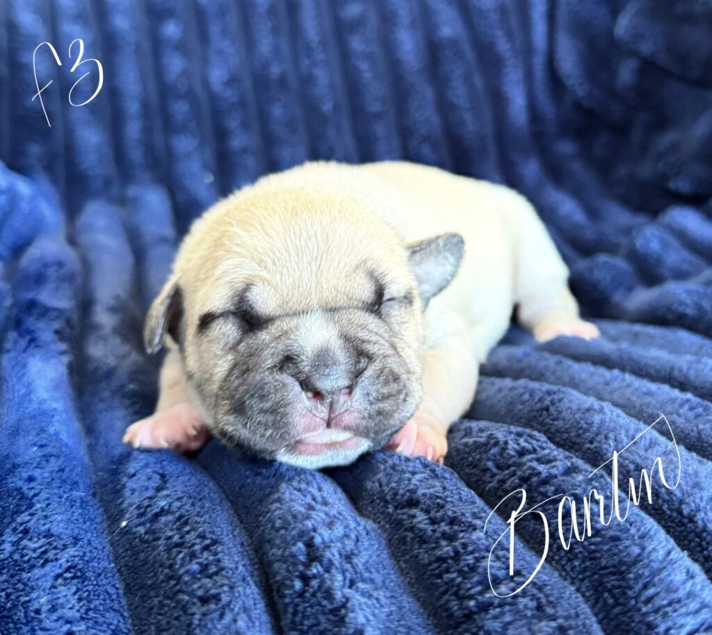 bluenose american pit bull terrier puppies for sale