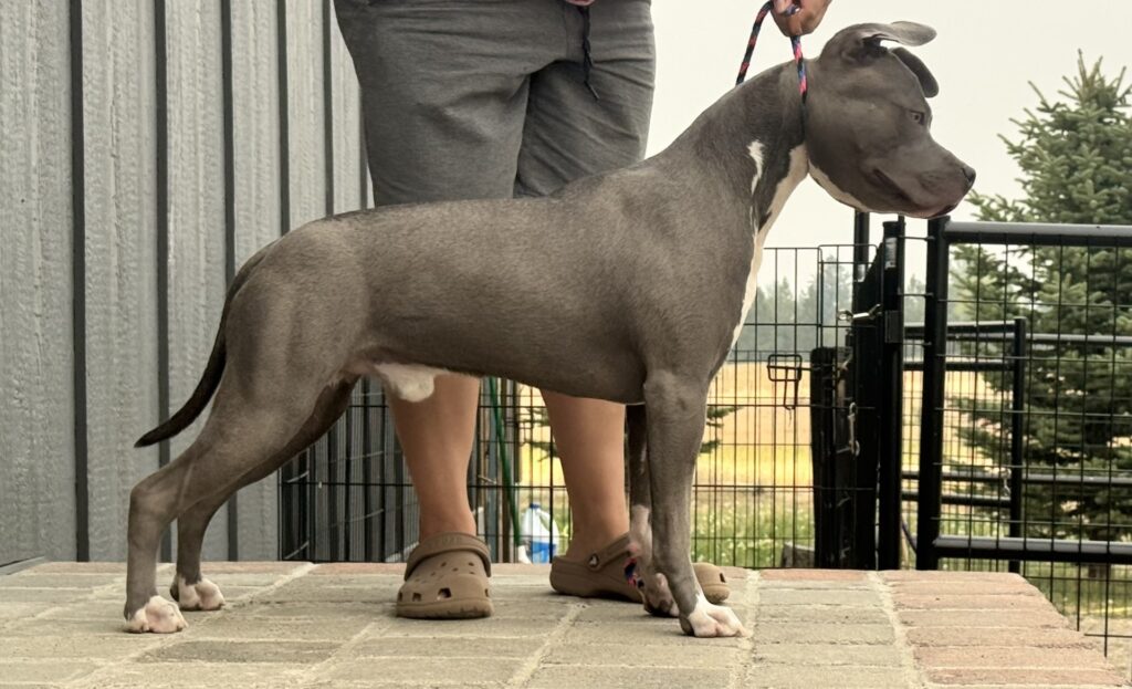 american pit bull terriers in fallon nevada
