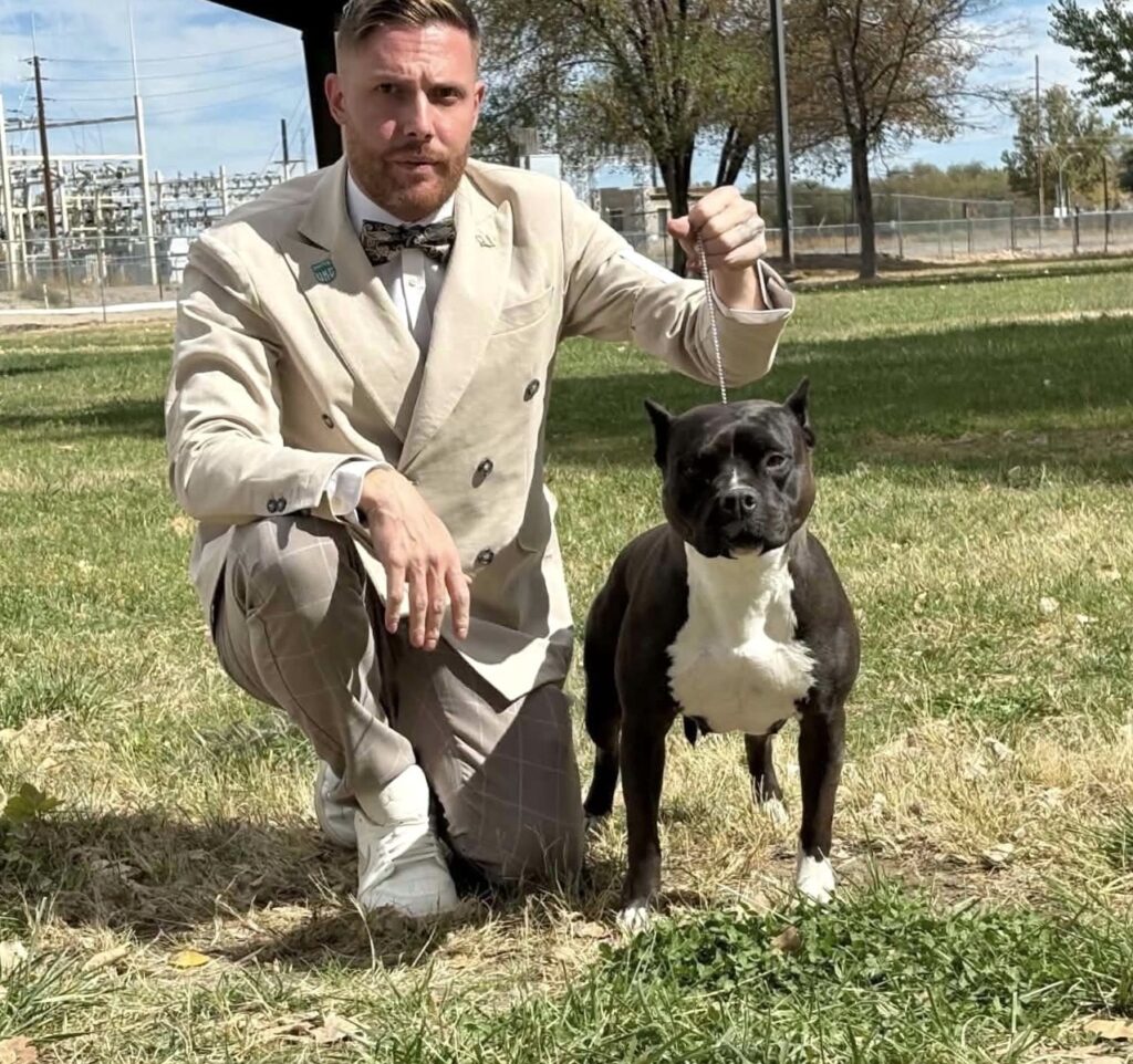 american pit bull terriers in fallon nevada