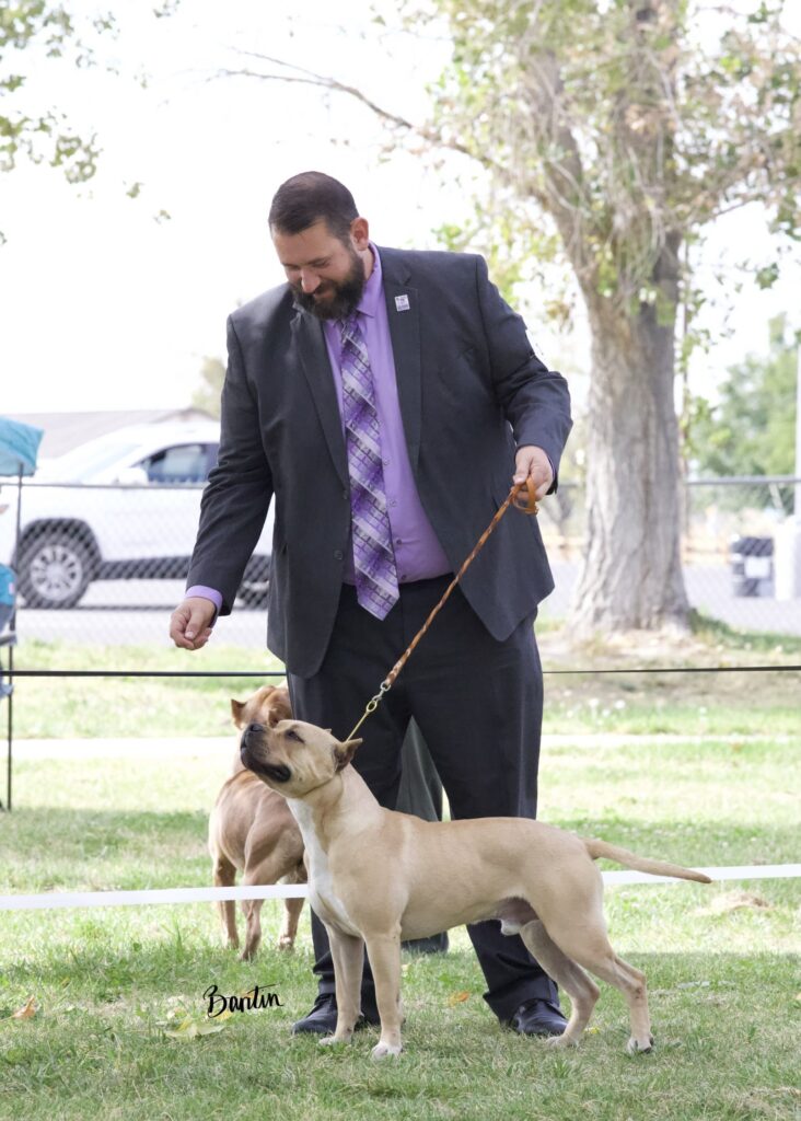 american pit bull terriers in fallon nevada