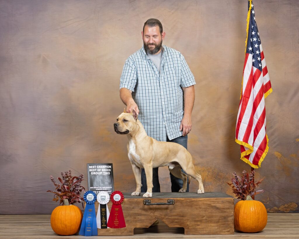 american pit bull terriers in fallon nevada