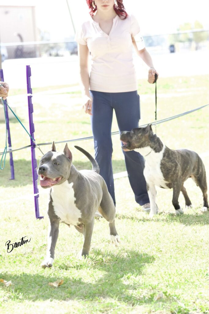 american pit bull terriers in fallon nevada