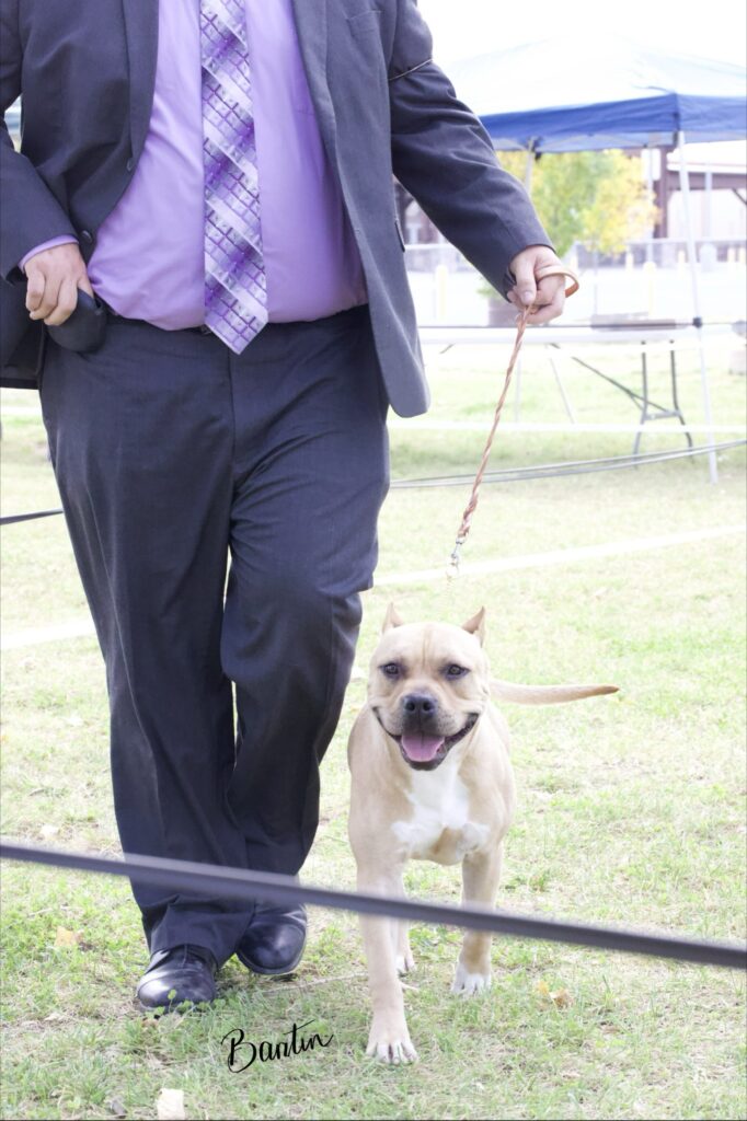 american pit bull terriers in fallon nevada