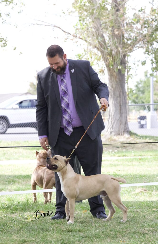 american pit bull terriers in fallon nevada