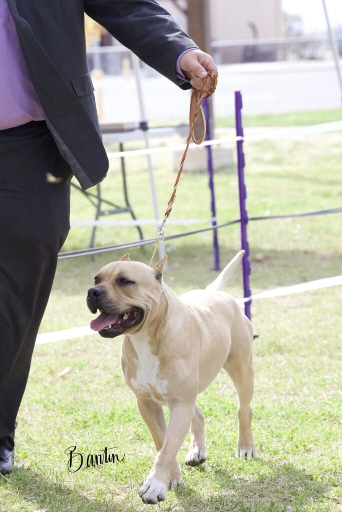 american pit bull terriers in fallon nevada