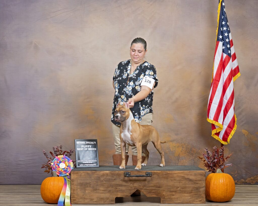 american pit bull terriers in fallon nevada