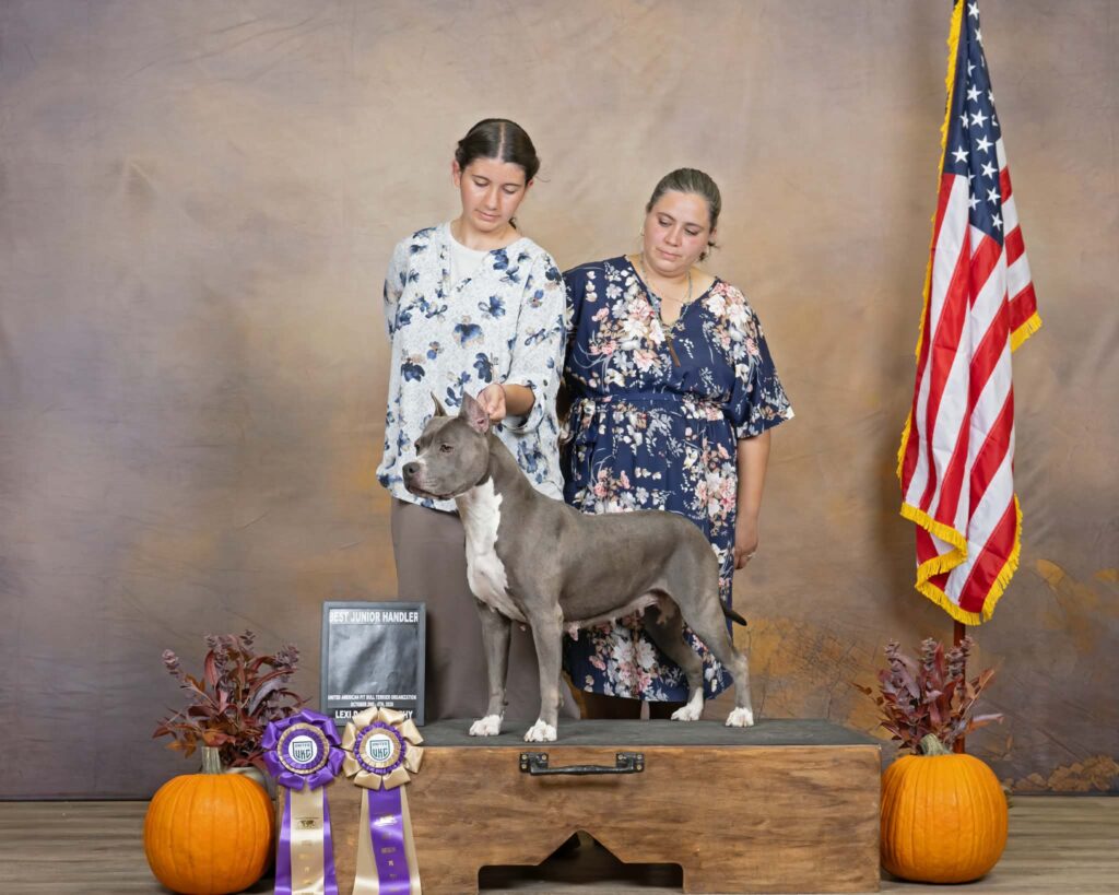 american pit bull terriers in fallon nevada