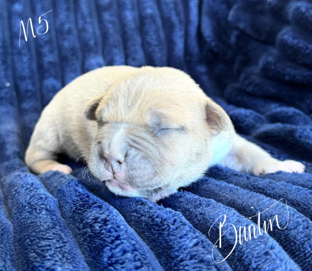 bluenose american pit bull terrier puppies for sale