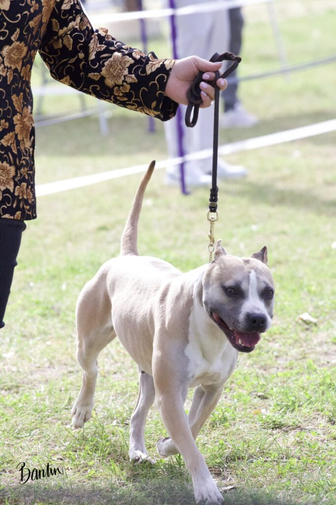american pit bull terriers in fallon nevada