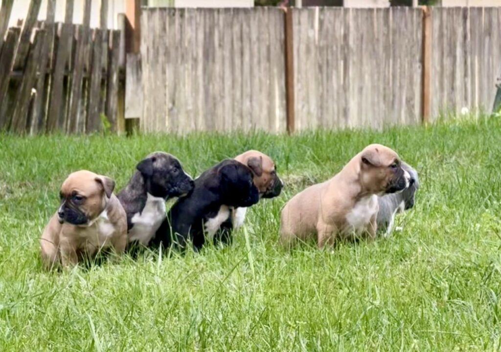 american pit bull terriers in fallon nevada