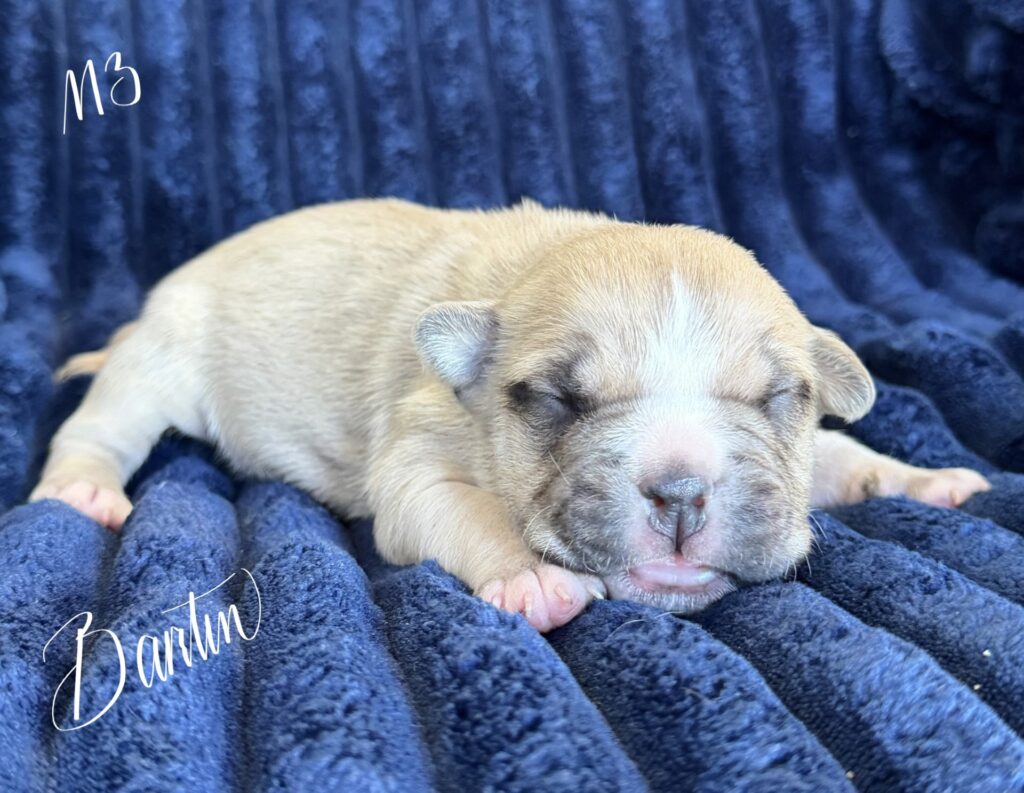 bluenose american pit bull terrier puppies for sale