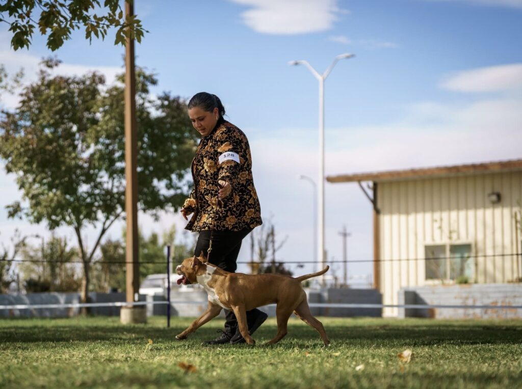 american pit bull terriers in fallon nevada
