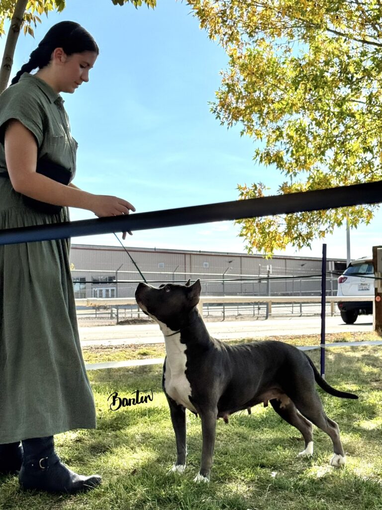 american pit bull terriers in fallon nevada