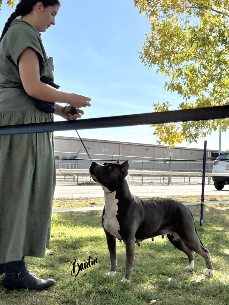 american pit bull terriers in fallon nevada