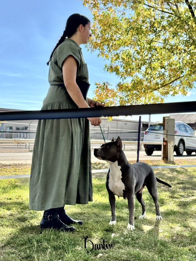 american pit bull terriers in fallon nevada